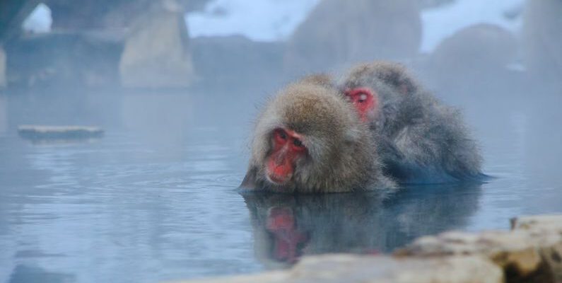 Onsen - Two Monkeys Partially Submerged in Water