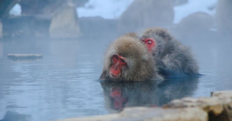 Onsen - Two Monkeys Partially Submerged in Water